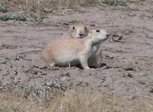 Black Tail Prairie Dogs